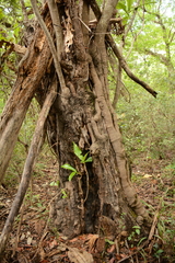 Anthocleista grandiflora