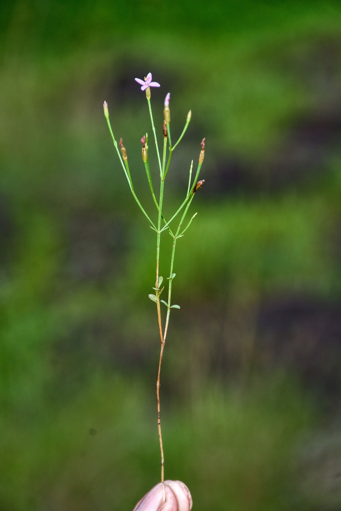 Canscora bhatiana