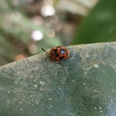 Stenotarsus pardalis