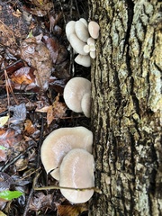 Pleurotus ostreatus