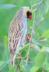 Quelea quelea lathamii