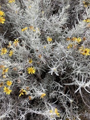 Senecio mairetianus