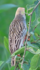 Quelea quelea lathamii