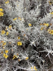 Senecio mairetianus