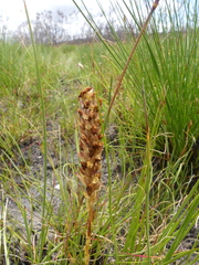 Disa obtusa hottentotica