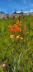 Watsonia zeyheri