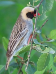 Quelea quelea lathamii