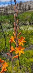 Watsonia zeyheri
