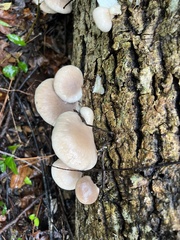 Pleurotus ostreatus
