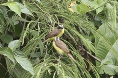 Myiozetetes cayanensis