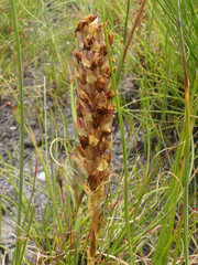 Disa obtusa hottentotica