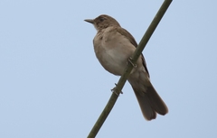 Turdus ignobilis
