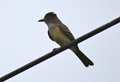 Myiarchus ferox