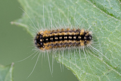 Zygaenoidea