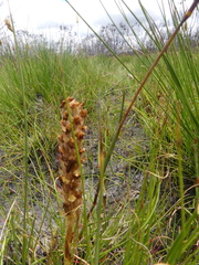 Disa obtusa hottentotica