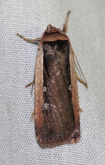 Ochropleura leucogaster