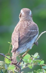 Gymnoris superciliaris