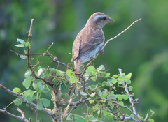 Gymnoris superciliaris