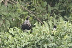 Anhima cornuta