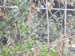 Leiothlypis ruficapilla