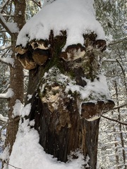 Phellinus nigricans