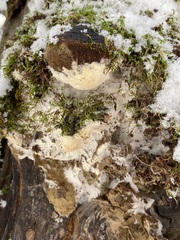Phellinus nigricans