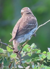 Gymnoris superciliaris