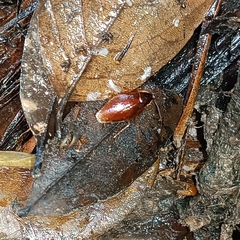 Blaberoidea