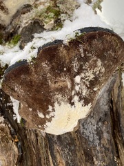 Phellinus nigricans