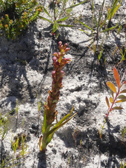 Disa reticulata