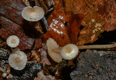 Mycena stylobates