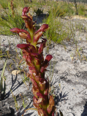 Disa reticulata