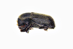 Cnesinus strigicollis