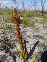 Disa reticulata