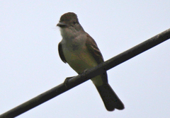 Myiarchus ferox