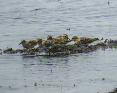Calidris minutilla