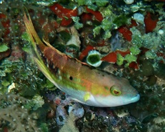 Oxycheilinus bimaculatus