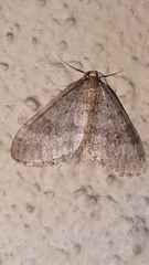 Operophtera