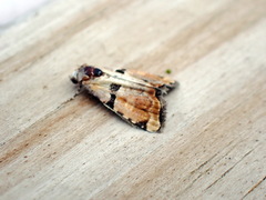 Cobubatha lixiva