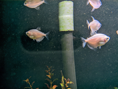 Gymnocorymbus ternetzi