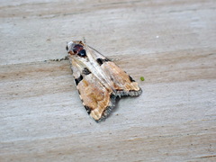 Cobubatha lixiva