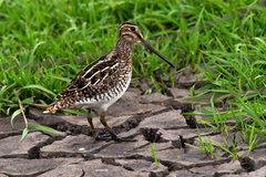 Gallinago paraguaiae