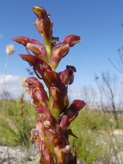 Disa reticulata