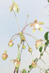 Pergularia daemia daemia