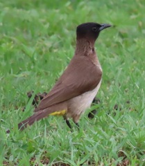 Pycnonotus barbatus layardi