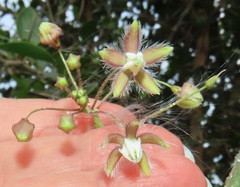 Pergularia daemia daemia