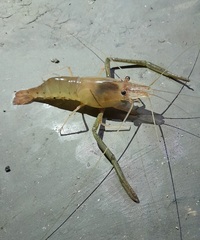 Macrobrachium nipponense