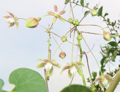 Pergularia daemia daemia