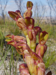 Disa reticulata