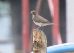 Turdus ignobilis